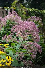 Image result for Oxyanthus pyriformis