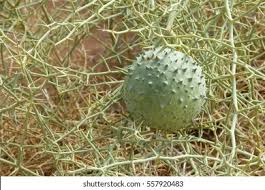 Image result for Acanthosicyos