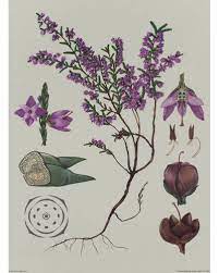 Beauty And Brains Poster Prints Plant Illustration Botanical Prints