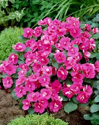 Image result for Impatiens warburgiana