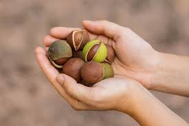 Image result for Macadamia aff. integrifolia