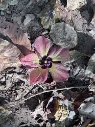 Image result for Hibiscus aethiopicus