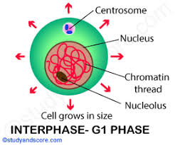 Explore what occurs in each phase of this cell division process. Meiotic Cell Division Introduction And Meiotic Interphase Study Score