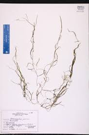 Image result for Potamogeton pusillus