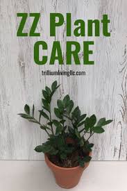 Zz Plant An Easy To Grow Houseplant Trillium Living Zz Plant Care Plant Care Plants