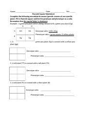 This is a really fun worksheet to use with your students who are learning how to work genetics problems. Punnett Square Worksheet Docx Name Date Per Punnett Square Worksheet Complete The Following Monohybrid Crosses Genetic Crosses Of One Specific Gene Course Hero