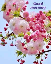 Good morning images if you want best good morning pictures,good morning quotes,good morning images,free download share beautiful wishes wallpapers collections Latest Updates From Good Morning Images Facebook