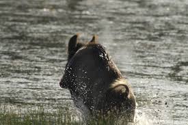 Coole wolf bilder aggression, braun, cool und lässig, einsamkeit, einzelnes tier. Sau Heiss Sau Cool Wie Tiere Mit Der Hitze Umgehen Bayerischer Jagdverband E V