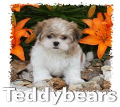 Shichon, zuchon puppies for sale in calgary, alberta, canada. Puppies For Sale Denning Farms Dog Breeder Puppy Litters