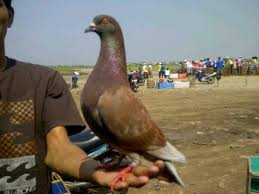 Jul 07, 2021 · nama burung merpati yg membawa hoki berikut ini adalah artikel menjinakan merawat memelihara dan budidaya mengenai nama burung merpati yg membawa hoki. Daftar Merpati Juara Merpati Balap Dasar Sprint
