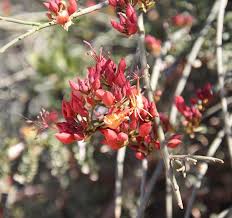 Image result for Cadaba