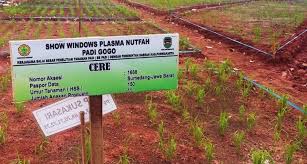 Tanaman ini cocok tumbuh pada daerah yang berpasir atau pada tanah abu vulkanik di. Musim Kemarau Momentum Naikkan Ltt Di Lahan Rawa