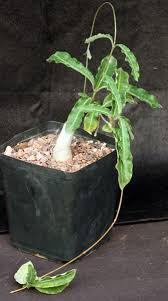 Image result for Raphionacme