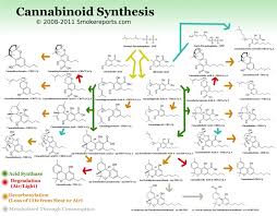 Thc Vs Cbd Vs Cbg