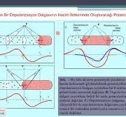 9- Bileşik aksiyon potansiyeli - 3/3