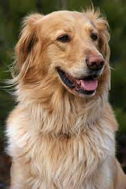Pin By Alex Bazhan On H Hovawart Dog Training Dog Potty Training Big Dog Breeds
