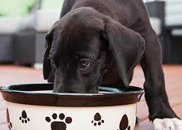 Calorie counting is important to everyone including our furry friends. Puppy Feeding Guide Nom Nom