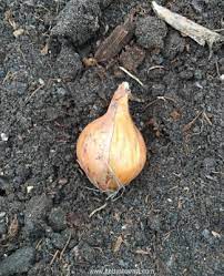 Stop watering once the tops begin to yellow and fall over to encourage the bulbs to finish maturing and to avoid rot issues. How To Plant Onions To Get Big Bulbs