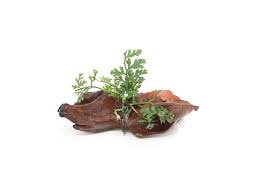 Image result for Bolbitis