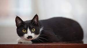 Domestic Shorthair Cat Information And Pictures Petguide