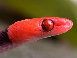 Image result for Hydrops triangularis