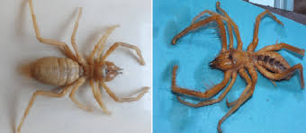 However, they are capable of causing large amounts of pain and a serious looking wound. Two Big Species Of Solpugids In Kashan Central Of Iran Photo Prepared Download Scientific Diagram