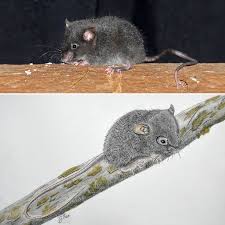 Image result for Dolichos junodii