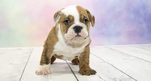 All credit for this wonderful breed goes to the mollett family. Victorian Bulldog Is This The Best Bulldog Perfect Dog Breeds