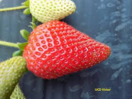 This strawberry basil margarita is full of fresh strawberries, fresh basil and tequila! Office Of Research The Uc Patented Strawberry Cultivars Office Of Research