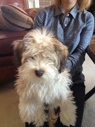 45692ea735a76d4f48474a7ad9abb5a2 Jpg 448 598 Pixels Havanese Puppies Havanese Havanese Dogs