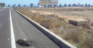 Margen de una carretera a uno y otro lado de la calzada, reservado para el uso de peatones, vehículos no. Un Gato Muerto Lleva Mas De 10 Dias En El Arcen De Una Carretera Entre El Aeropuerto Y Puerto Del Carmen