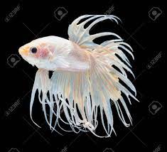 See more ideas about betta, betta fish, siamese fighting fish. Beautiful White Crowntail Betta Fish Siamese Fighting Fish Isolated Stock Photo Picture And Royalty Free Image Image 141098259