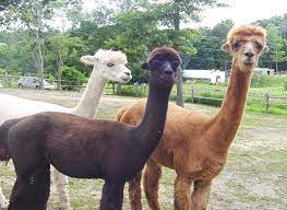 Common name dromedary camel bactrian camel liama vicuna alpaca guanaco. For Llama Llovers Llama Cousins Llama Alpaca Facts Alpaca