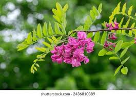 Image result for Margaretta rosea