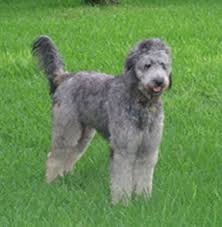 Check spelling or type a new query. Jennalee Designer Doodles Quality Goldendoodle Puppy Breeder Goldendoodle Labradoodle Dogs Pug Doodle