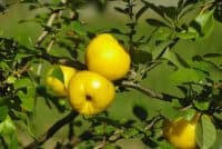 Eureka lemons usually start to bear fruit when they reach their 3rd year. When Does A Lemon Tree Bear Fruit 3 Things To Know Greenupside
