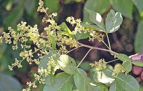 Image result for Searsia pyroides