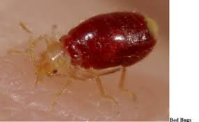 Bad bugs pest control in birmingham, al offers professional pest prevention and insect control services against ants, spiders, roaches, mosquitoes, bed bugs and more. The Need For Bed Bug Pest Control Solutions Trexas Exterminators