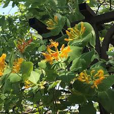 Image result for Lonicera confusa