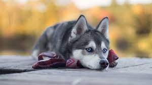 We have 61+ background pictures for you! Animal Wallpapers 4k Uhd Ultra Hd Backgrounds Great Love Art