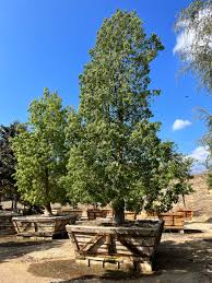 Image result for Brachychiton