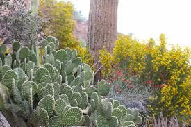 Support local businesses and save up to 70% off. Cactus Garden Tour Self Guided Tour The Phoenician