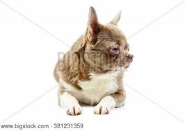 Why buy a chihuahua puppy for sale if you can adopt and save a life? Adult Chihuahua Dog Image Photo Free Trial Bigstock