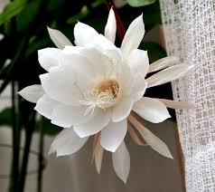 10 Types of Night-Blooming Cereus