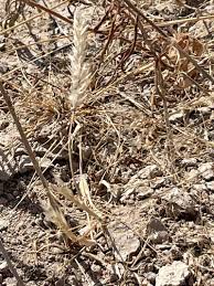 Image result for Enneapogon desvauxii