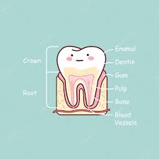 Cartoon Tooth Anatomy Chart Stock Vector Etoileark