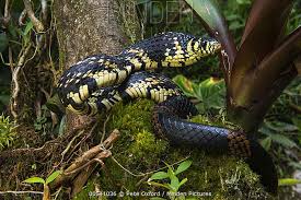 Image result for Spilotes pullatus