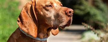 Check spelling or type a new query. How Do Flea Collars Work Hartz