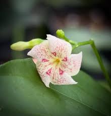 Image result for Ipomoea plebeia