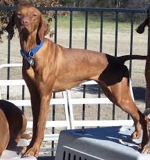 At first glance, the vizsla feels like a dog bursting with potential. Vizsla Rescue Of Texas Home Facebook